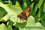 Hobomok Skipper (Poanes hobomok)